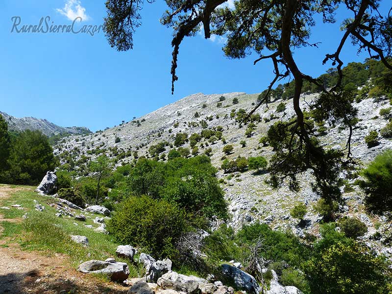 Ruta de los Tejos Milenarios