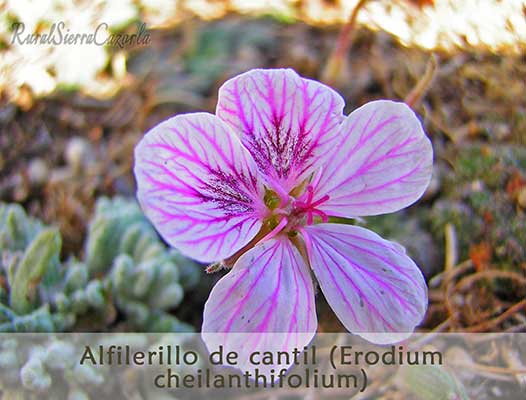  de Cantil (Erodium Cheilanthifolium)