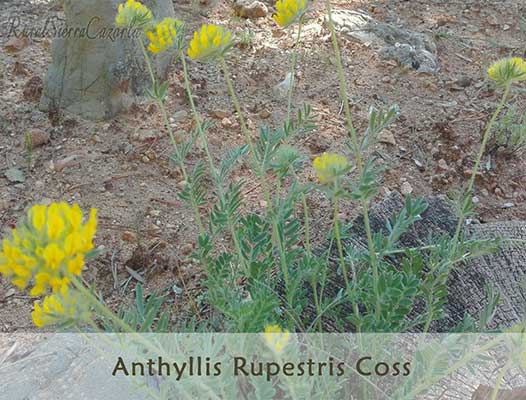 Anthyllis Rupestris Coss