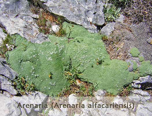 Arenaria (Arenaria Alfacariensis)