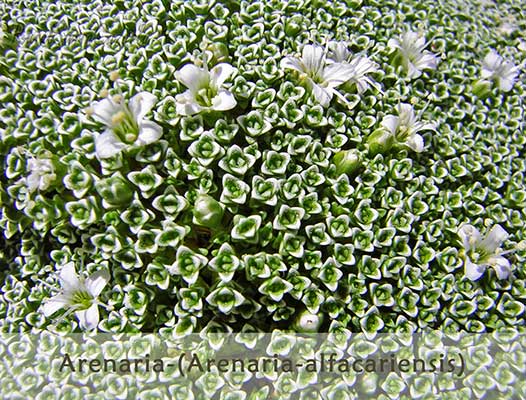 Arenaria - Arenaria Alfacariensis