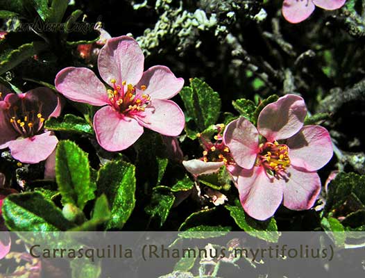 Carrasquilla Rhamnus Myrtifolius