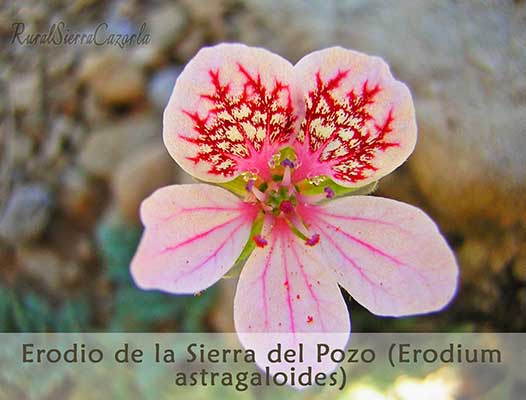 o de la Sierra del Pozo (Erodium Astragaloides)