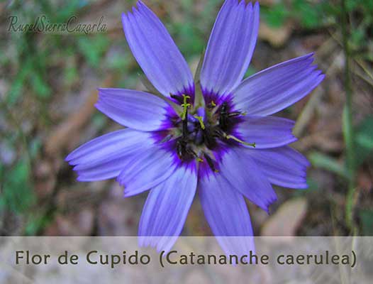 Flor de Cupido (Catananche Caerulea)