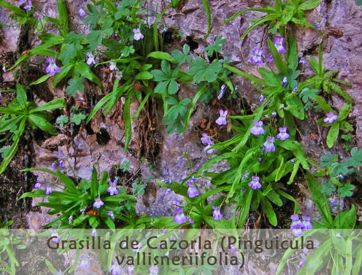 Grasilla de Cazorla (Pinguicula Vallisneriifolia)