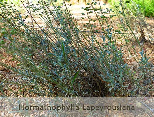 Hormathophylla Lapeyrousiana