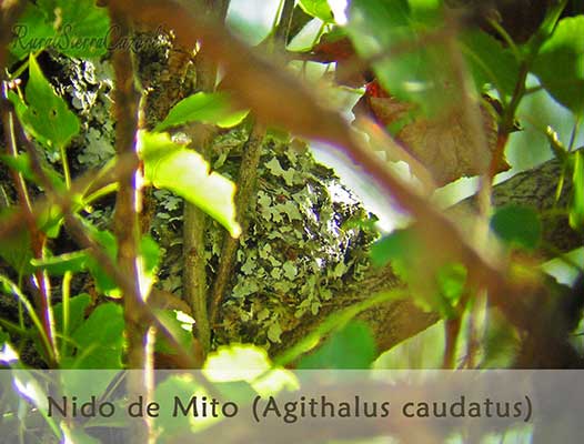 Nido de Mito (Agithalus Caudatus)