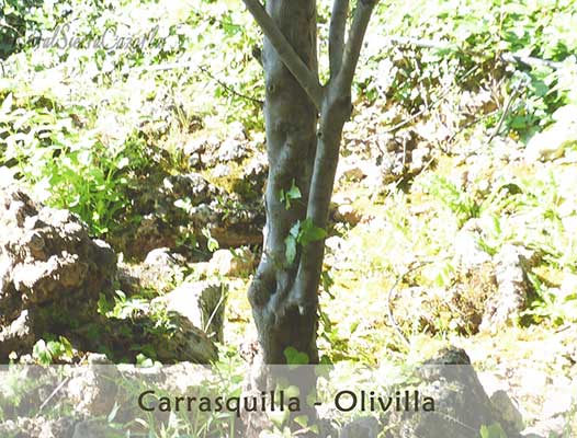 Carrasquilla Olivilla