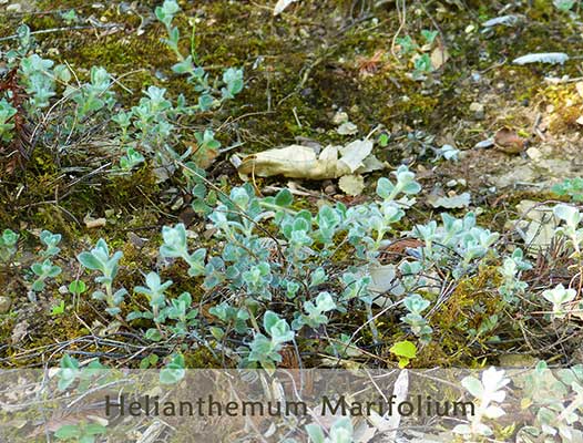 Helianthemum Marifolium