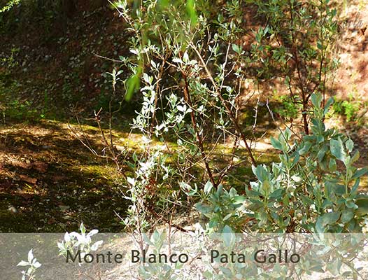 Monte Blanco - Pata Gallo