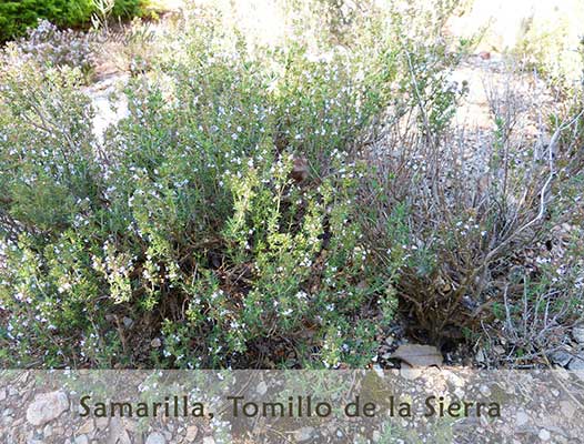 Samarilla Tomillo de la Sierra